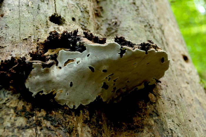 Mushrooms That Grow on Dead Trees