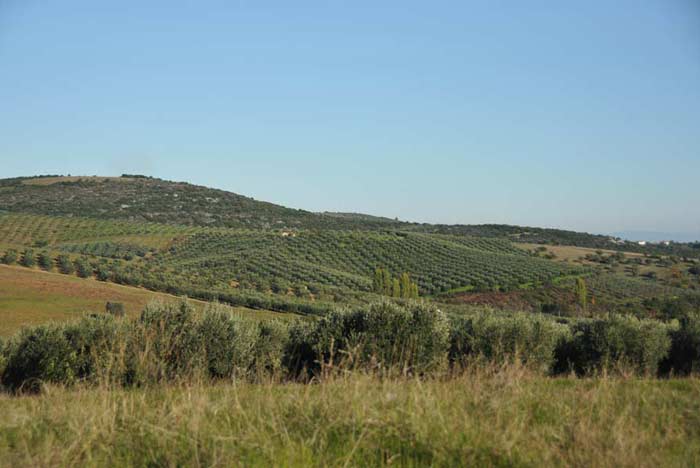 Durch die Olivenfelder von Chalkidiki 