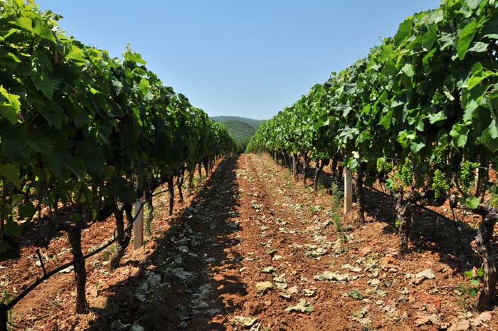 Un nuevo producto Cata de vinos en Rapsani en Tesalia