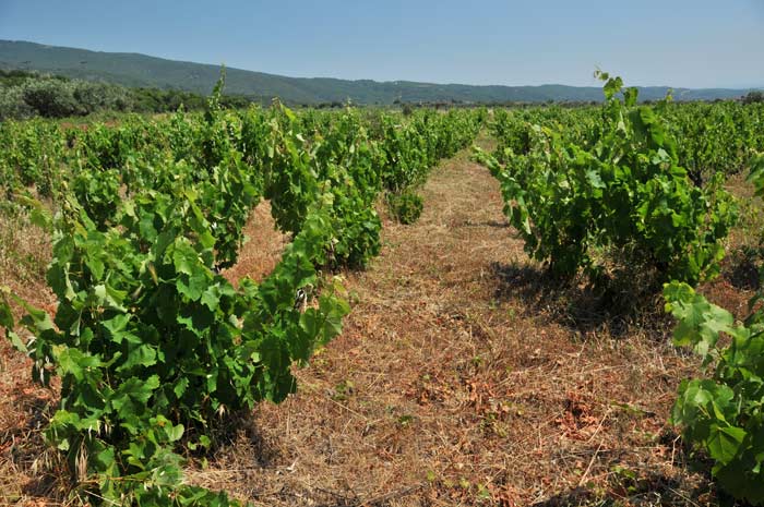 Un nuevo producto Cata de vinos en Rapsani en Tesalia
