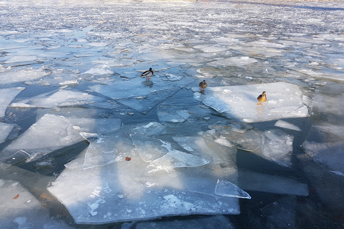 The Main at Ochsenfurt - frozen - shipping impossible