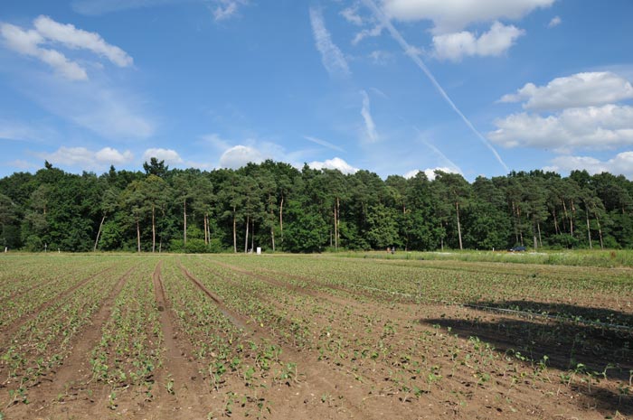 Vegetable fields in Albertshofen