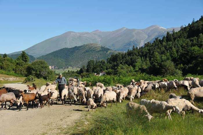 Along the dust roads of Olympus from Rapsani to Litohoro