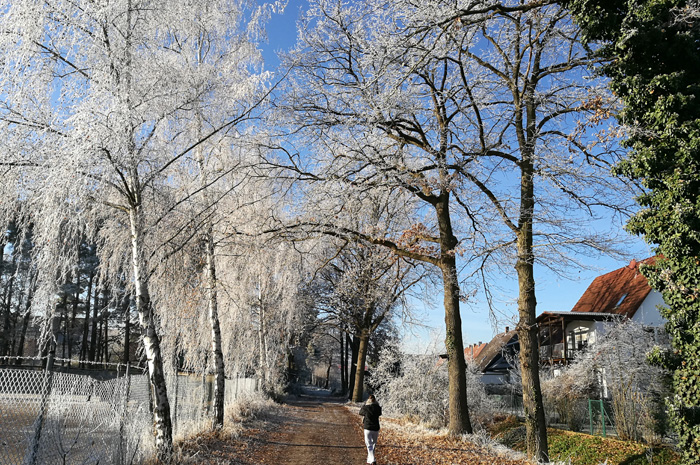 Raureif - Spaziergang durch den Wald