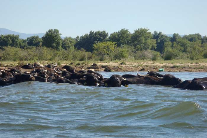 Buffalos at Lake Kerkini - try the yoghurt of the buffalos