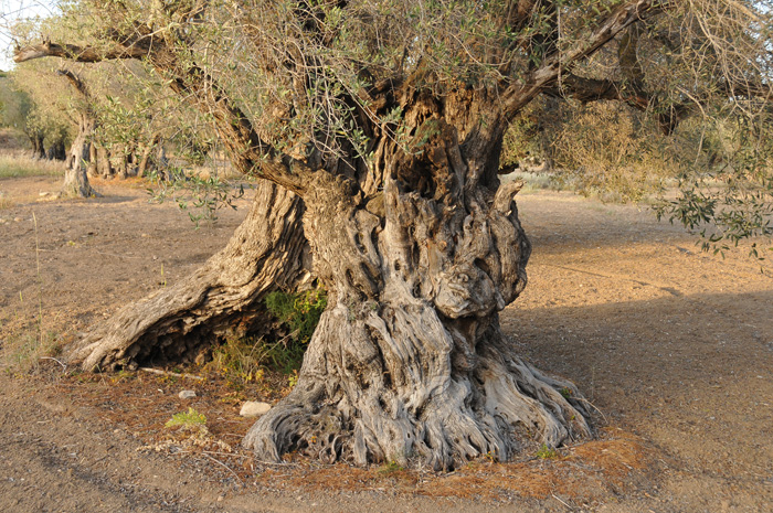 Olivenöl von 1.800 Jahre altem Baum verkauft