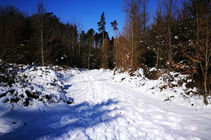 Winter walk in Augsburg Nature Park - Western Woods