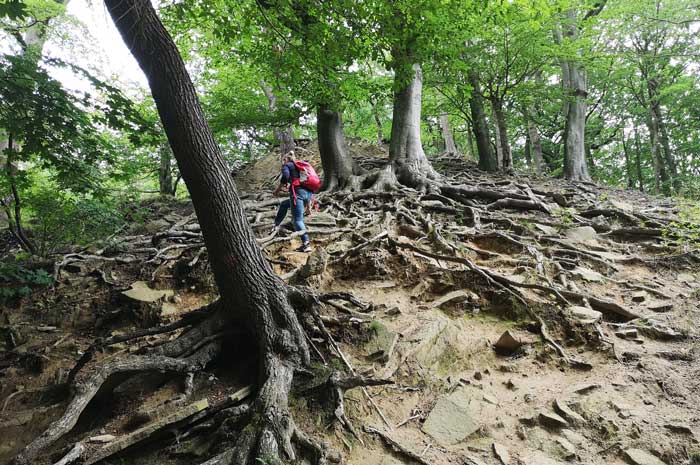 Fascinación por los árboles: incluso las raíces pueden ser tan emocionantes