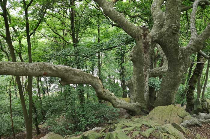 Fascinación por los árboles: incluso las raíces pueden ser tan emocionantes