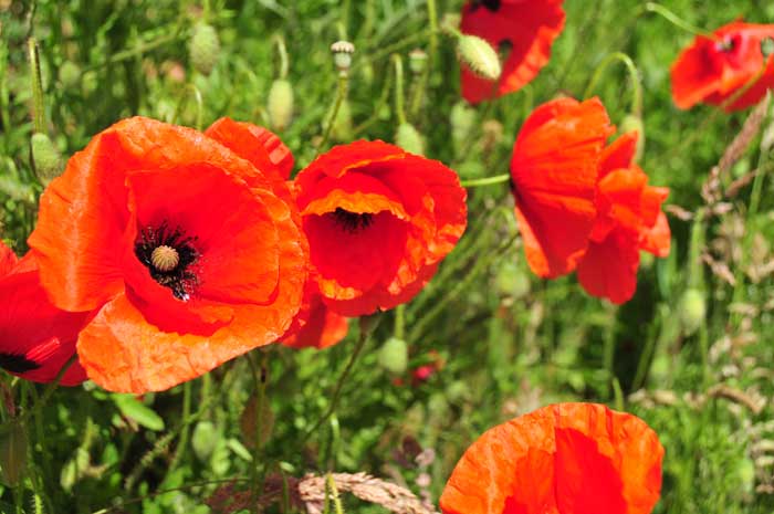 Bike ride across fields and wetlands - poppies and cornflowers