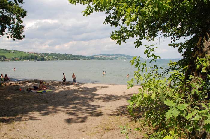 Walk on Lake Murten - oaks and pines line the beach