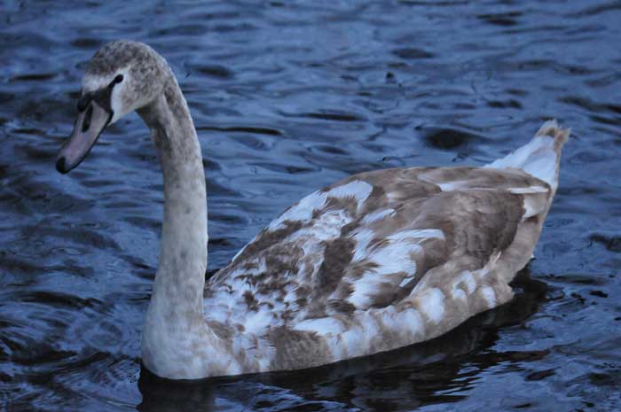 Swans in the dusk of the Abtsküche Pond