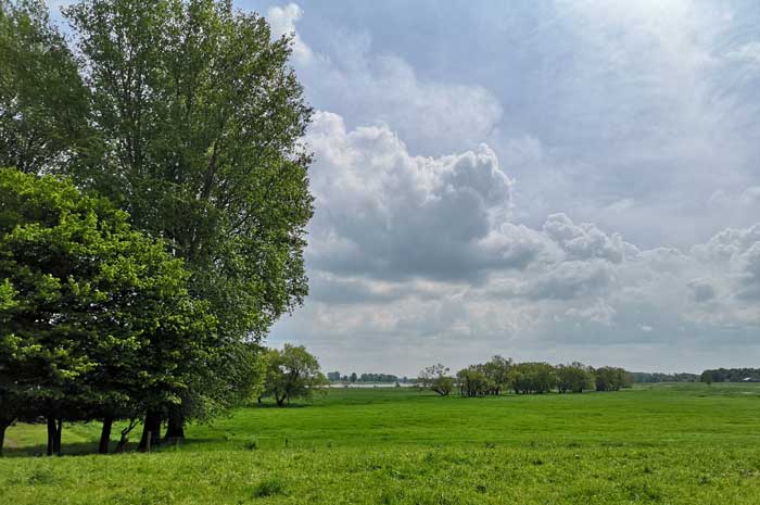 Sattgrünes Weideland am Rheinufer – ein Spaziergang