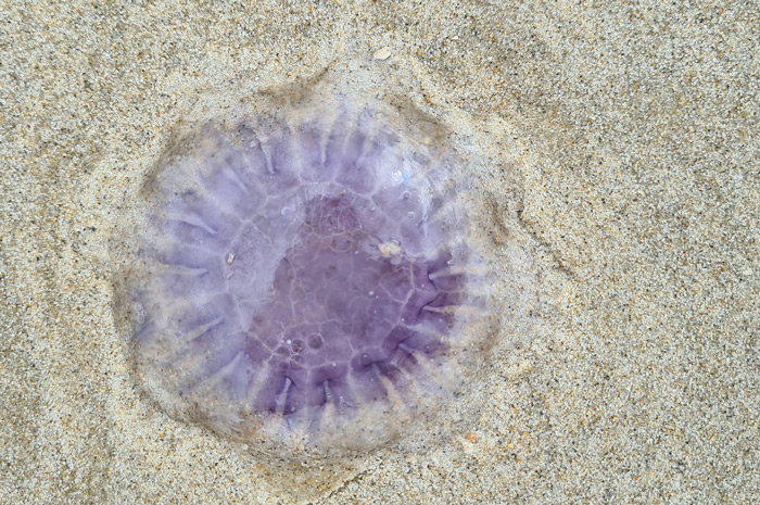 jellyfish ga0536758e 1920