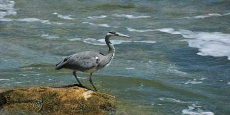 Gray Heron - Observations on the Main River and at Rhine Falls