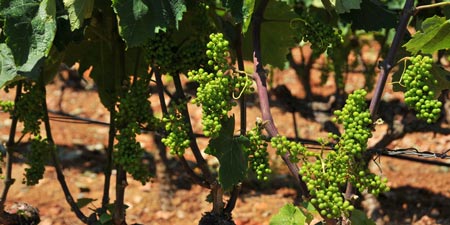 Rapsani: Zum Weinbaugebiet an die Hänge des Olymp