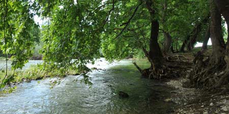 Sycamore Trees on Pinios - an idyll at the ancient Salambria