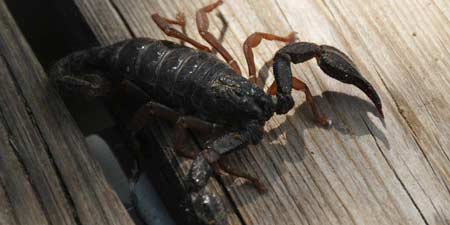 Skorpion - Begegnung auf dem Balkon in Alanya