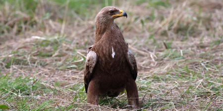 Spotted Eagles - For World Wildlife Day on March 