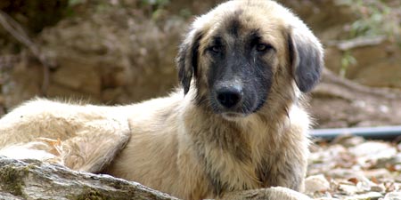 Tollwutverdacht - Impfpflicht für Hunde bei Auslandsreisen