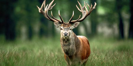 Red Deer is Animal of the Year 2026 - Chosen by DWS