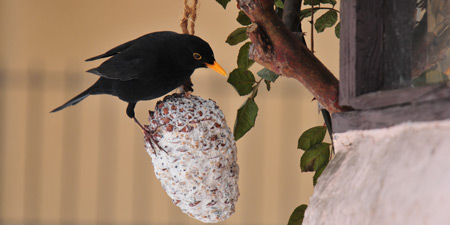 Winter time - The perfect bird dinner!