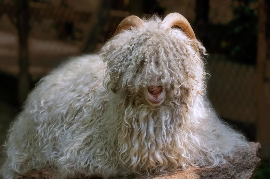 angora ziege 02
