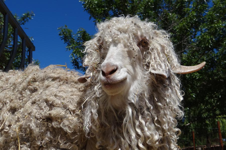 angora ziege 04