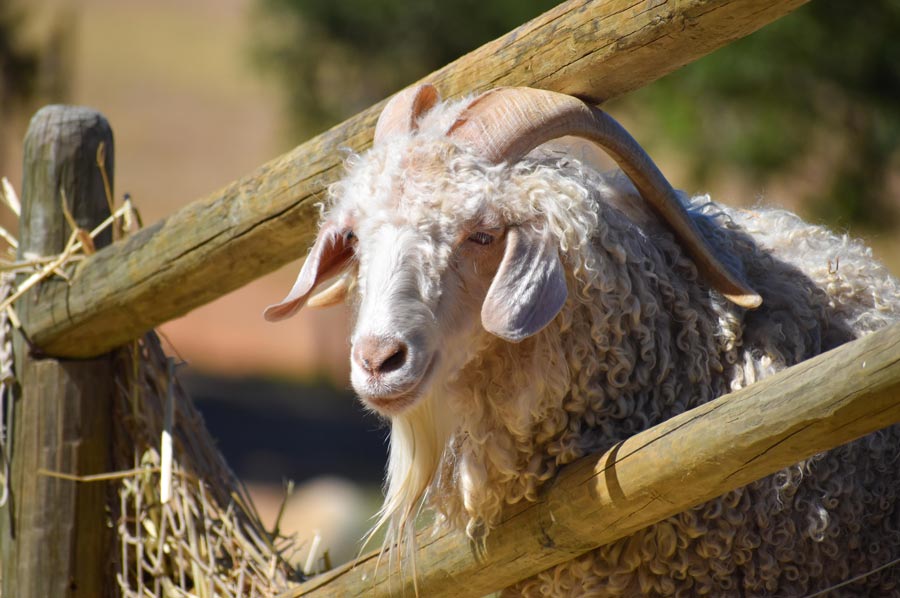 The Angora Goat and Mohair Wool from the Ankara Region