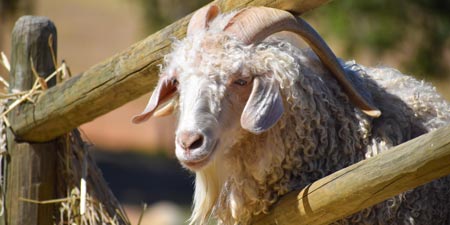 The Angora Goat and Mohair Wool from the Ankara Region