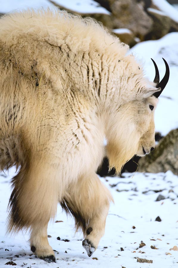 angora ziege 3
