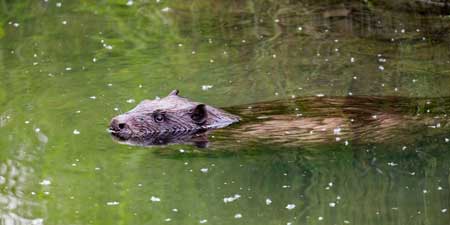 Beavers in the Unstrut river near Wendelstein Castle