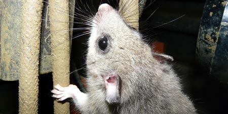 Dormice say goodnight - September 22nd is beginning of autumn