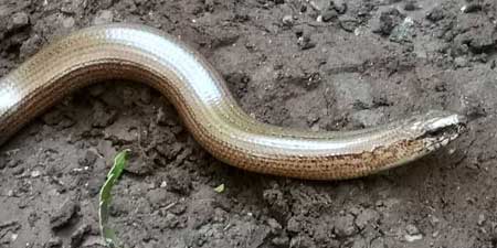 Meeting a slow-worm on the way to Abtsküche