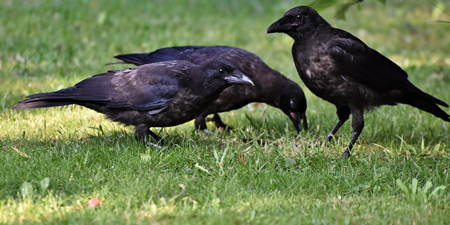 Birding – ein Trend hier Tipps für Einsteiger 