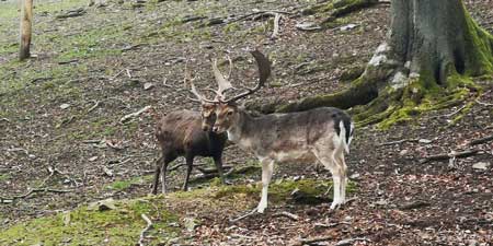 Fallow deer in Hohenstein Park near Witten