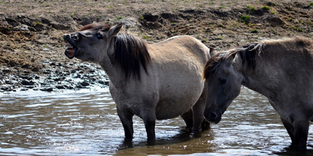 Wild horses in Dülmen - nature in the Merfelder Bruch