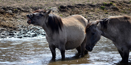 Wildpferde in Dülmen – Natur im Merfelder Bruch