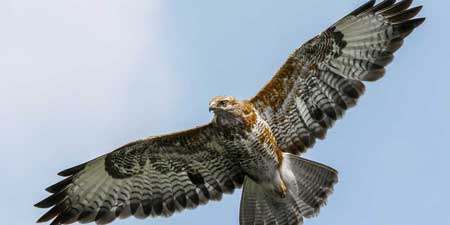 Altinavya - A falcon from Israel under suspicion of espionage
