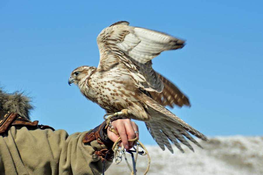 Falconry – A Presentation of Falconry at the Apple Festival at Schloss Kaartz