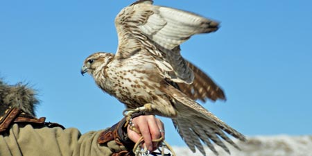Falconry – A Presentation of Falconry at the Apple Festival at Schloss Kaartz