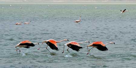 Natural paradise of Lake Tuz drying up - end of the flamingos