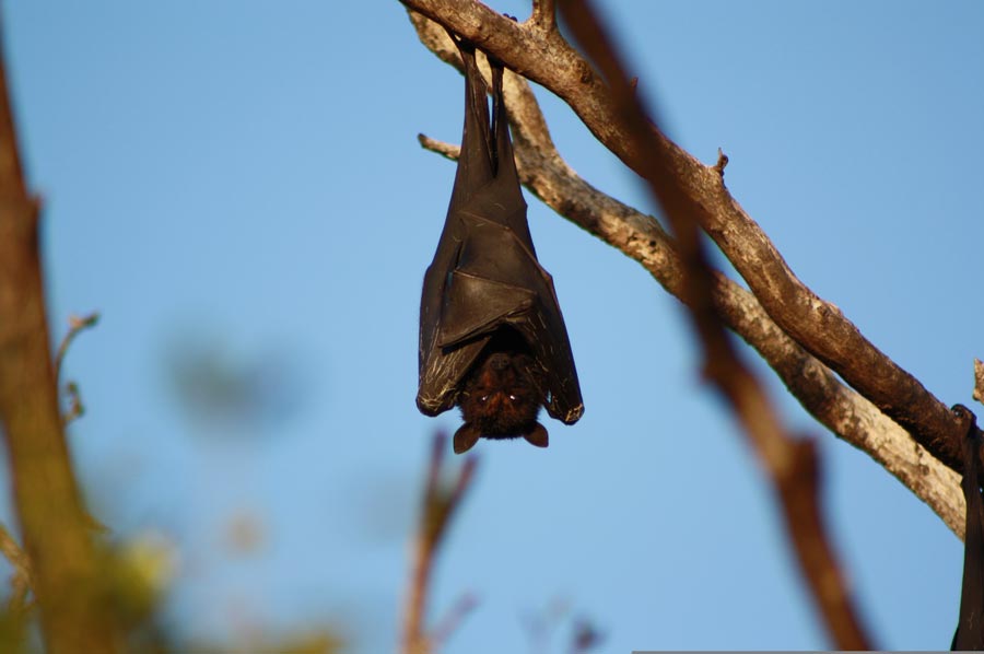 Bats – A Crash Landing for Creatures of the Night!