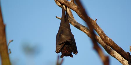 Bats – A Crash Landing for Creatures of the Night!