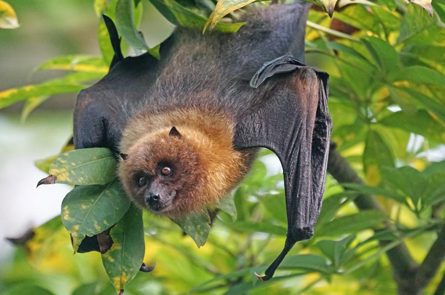 fledermäuse 02