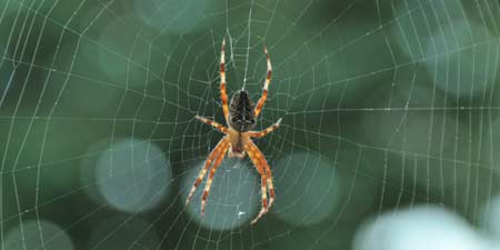 Artists in web construction - the cross spiders