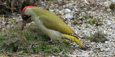 Green woodpecker in 
