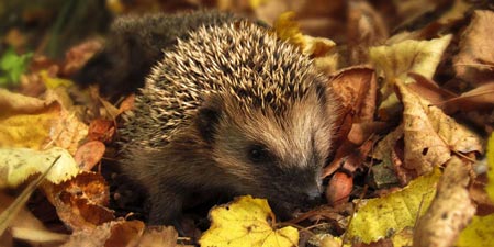 Hedgehogs and moles: German Wildlife Foundation calls for reporting