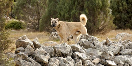 Kangal – mächtiger anatolischer Hirtenhund!