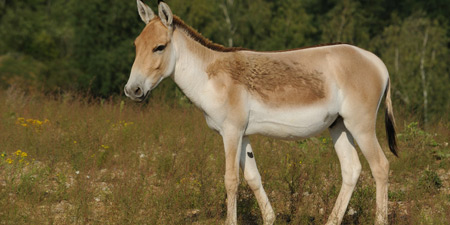 Kunga - Esel-Hybrid schon vor 4.500 Jahren gezüchtet